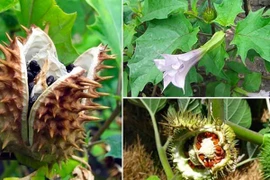 Lá ngón so với 3 loại cây có độc tính cao nhất