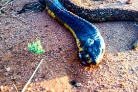 Rắn hổ mang hai đuôi và sự thật “kinh dị” 