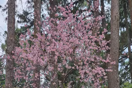 Bất ngờ mai anh đào Đà Lạt nở giữa tháng 4 