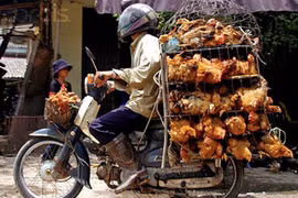 Chở gà giữa khuya, nam thanh niên bất ngờ gặp “ma kiểm dịch”