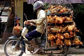 Chở gà giữa khuya, nam thanh niên bất ngờ gặp “ma kiểm dịch”