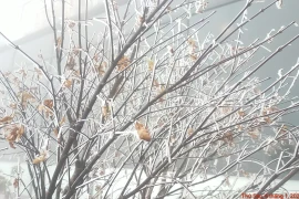 Dự báo thời tiết ngày 16/1: Miền Bắc rét đậm, khả năng xảy ra mưa tuyết