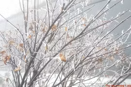 Dự báo thời tiết ngày 16/1: Miền Bắc rét đậm, khả năng xảy ra mưa tuyết