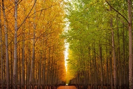 Ngắm rừng bạch dương đẹp hút hồn ở Mỹ