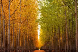 Ngắm rừng bạch dương đẹp hút hồn ở Mỹ