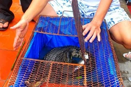 Chuyện có một không hai: Cá sấu phát ra tiếng... chó sủa