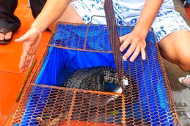 Chuyện có một không hai: Cá sấu phát ra tiếng... chó sủa