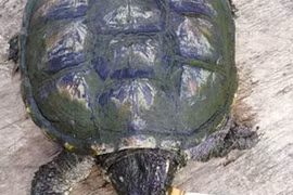 Trung Quốc: Rùa “nghiện” hút nửa bao thuốc lá mỗi ngày