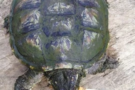 Trung Quốc: Rùa “nghiện” hút nửa bao thuốc lá mỗi ngày