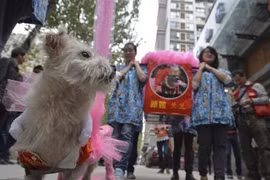 Lại "trò lố đại gia": Tổ chức đám cưới chó linh đình