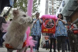 Lại "trò lố đại gia": Tổ chức đám cưới chó linh đình