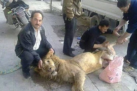 Quá đói nên đành ăn thịt... sư tử