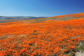 Thung lũng hoa anh túc khổng lồ ở California