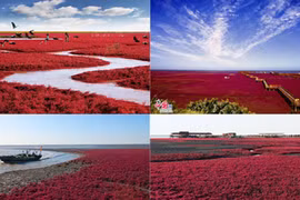 Kinh ngạc bãi biển đỏ rực ở TQ vào mùa thu