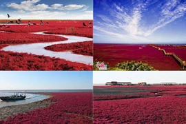 Kinh ngạc bãi biển đỏ rực ở TQ vào mùa thu