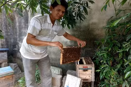 Thong thả nuôi ong ven biển, “bỏ lợn” 200 triệu/năm