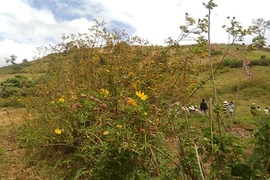 Du khách hụt hẫng vì Lễ hội hoa dã quỳ tàn tạ