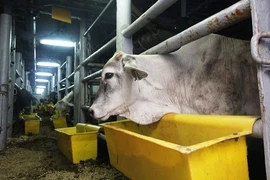 Nhập hơn 1.700 con bò Úc về miền Tây bằng tàu biển