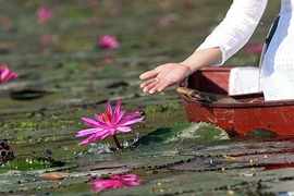 Ngược dòng suối Yến ngắm hoa súng nở rộ một góc trời