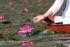 Ngược dòng suối Yến ngắm hoa súng nở rộ một góc trời