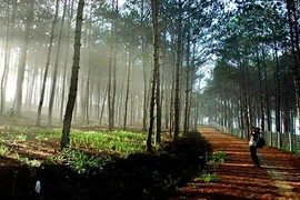 Khung cảnh “say lòng người” của các cao nguyên nổi tiếng Việt Nam