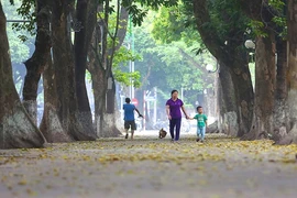 Ngơ ngẩn với mùa lá vàng tuyệt đẹp ở Hà Nội