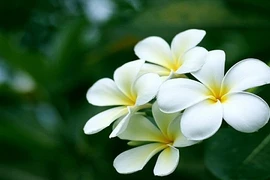 Những tác dụng chữa bệnh tuyệt vời của cây đại