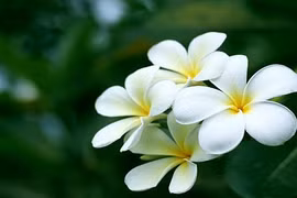 Những tác dụng chữa bệnh tuyệt vời của cây đại