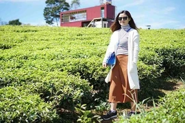 Lạc bước quên lối về ở đồi chè Cầu Đất tuyệt đẹp