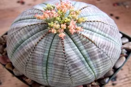 Những cây cảnh độc lạ mà rẻ được săn lùng