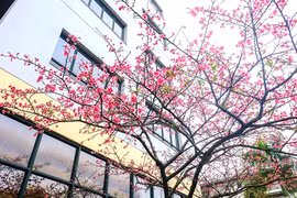 “Khoảng sân thần tiên” rực sắc hoa anh đào ở Hà Nội