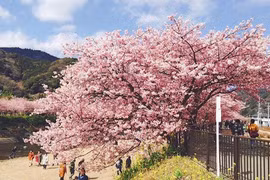 Có một nước Nhật đẹp như Photoshop vào mùa hoa anh đào nở