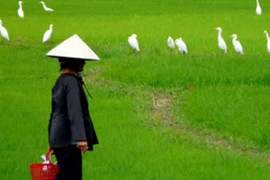 Mất việc sát Tết, con dâu òa khóc khi mẹ chồng làm điều này