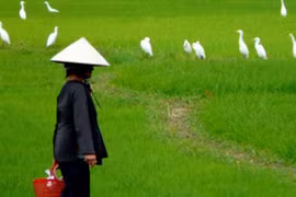 Mất việc sát Tết, con dâu òa khóc khi mẹ chồng làm điều này