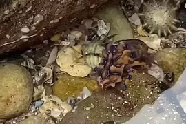 Ghê sợ loại bạch tuộc xanh có nọc độc hơn cả rắn hổ mang