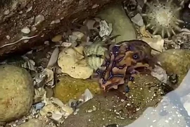 Ghê sợ loại bạch tuộc xanh có nọc độc hơn cả rắn hổ mang
