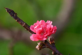 Chùm ảnh: Thợ trồng đào Tứ Liên tuốt lá sẵn sàng vào vụ Tết