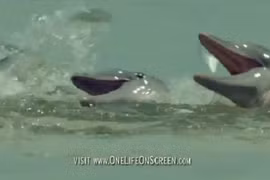 Thú vị xem cá heo thông minh săn mồi