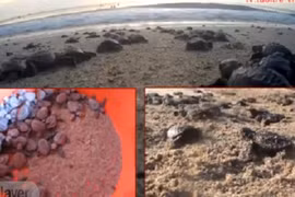 Ra Côn Đảo xem rùa biển đẻ trứng 