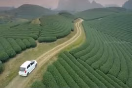 Hút hồn vẻ đẹp đồi chè Mộc Châu nhìn từ flycam