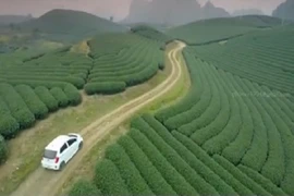 Hút hồn vẻ đẹp đồi chè Mộc Châu nhìn từ flycam