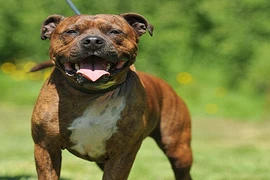 Bé gái 6 tuổi nguy kịch vì bị chó cắn liên tiếp vào mặt