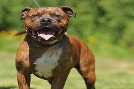 Bé gái 6 tuổi nguy kịch vì bị chó cắn liên tiếp vào mặt