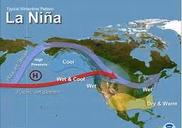 Hoa sữa nở rộ giữa mùa hè, thời tiết có vấn đề?