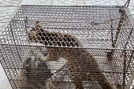 Quảng Bình: Tìm thấy mèo rừng siêu quý hiếm có trong Sách Đỏ