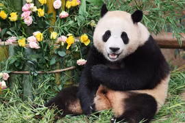 Fubao chính thức ra mắt công chúng tại quê nhà