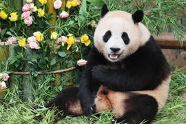 Fubao chính thức ra mắt công chúng tại quê nhà