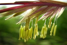 Hoa tre, trúc nở có phải điều kỳ lạ?