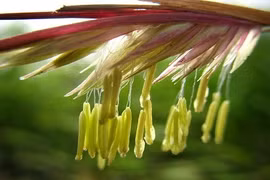 Hoa tre, trúc nở có phải điều kỳ lạ?