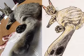 Loạt meme mèo “xấu đau xấu đớn” không nhịn nổi cười